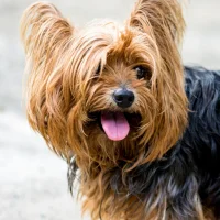 Yorkshire Terrier live wallpap
